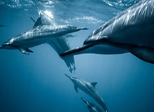 leyu入口-记者手记:鲜衣怒马赴韶华——记U23男足晋级亚洲杯决赛